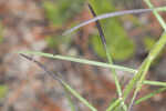 Tall ironweed